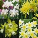 Нарциссы Ботанические10/ RON-015 