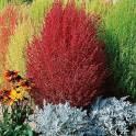 Кохия Пылающий куст СиО