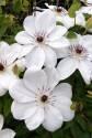 Клематис Уайт Перл 2 шт