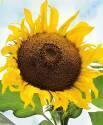 Подсолнечник Белочка СиО