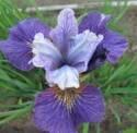 Ирис Сибирский Агр