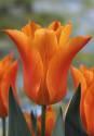 Тюльпан Баллада Оранж 11/12 100 шт 