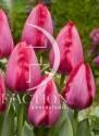Тюльпан Трик 11/12 8 шт