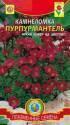 Камнеломка Пурпурмантель Плз