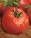 Помидоры Жимолостный СиО
