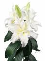 Лилия Джиска 5 шт