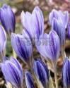Крокус Срешетчатый 5 шт