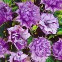 Датура махровая фиолетовая СиО