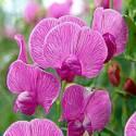 Душистый горошек Жемчуг розовый