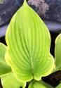 Хоста Тропикана 1 шт 