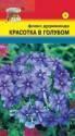 Флокс Красотка в голубом УУ