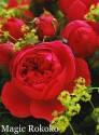 Роза Мэджик Рококо 1 шт шраб