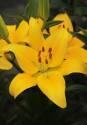 Лилия Йеллоу Каунти 7 шт