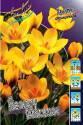 Крокус Crocus Yellow Mammoth 9/10 200 шт