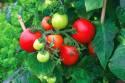 Помидоры Мега Байт F1 СиО