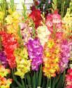 Гладиолус Фестиваль Микс 6 шт 12/14