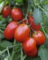 Помидоры Манжерок F1 СиО