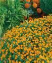 Бархатцы Мандарин джем СиО