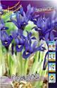 Ирис сетч. Iris reticulata Harmony 5/6 100 шт