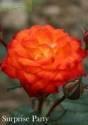 Роза Сюрпрайз Патти 1 шт флорибунда