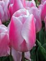 Тюльпан Синаеда Амор 10/11 3 шт х5