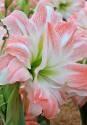 Амариллис Джиант Амадеус 1 шт 