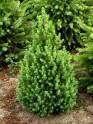 Ель канадская Коника P9