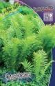 Страусник(Папоротник) 2 шт