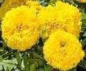 Бархатцы Каландо лимонные СиО
