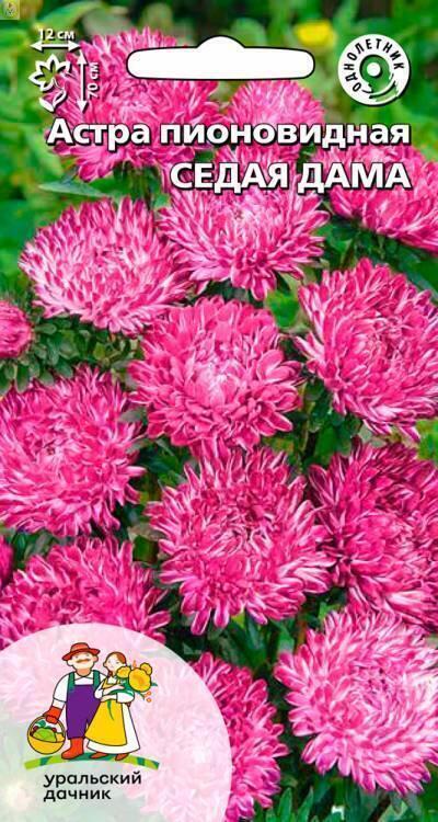 Астра Седая дама УД