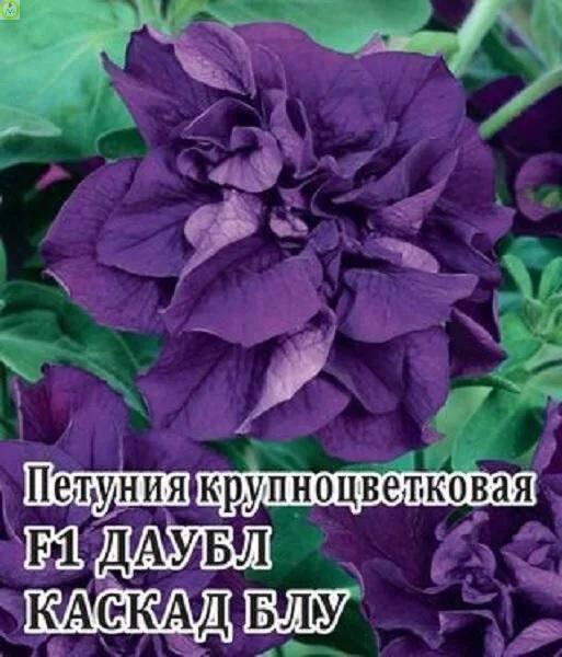 Петуния Даубл Каскад Блу махровая F1 Гав