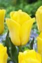 Тюльпан Стронг Голд 10/11 5 шт