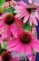 Эхинацея Магнус 1 шт