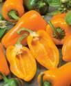 Перец Арамис F1 СиО