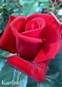 Роза Кардинал 1 шт чайно-гибридная Топал