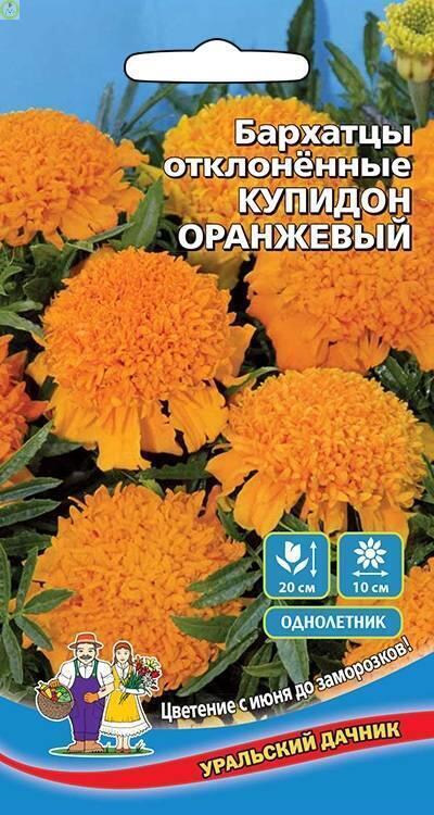 Бархатцы Купидон оранжевый УД