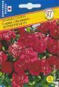 Гвоздика Лилипот Пурпурная садовая F1 Прес