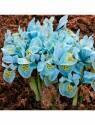 Ирис сетч. Iris ret. Katharine Hodgkin 6/+ 100 шт