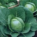 Капуста белокочанная Магнус F1 СиО
