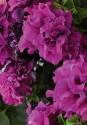 Петуния Каскад Бургунди Наш