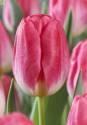 Тюльпан Супермодель 10 шт