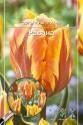 Тюльпан Равана (5шт) 11/12