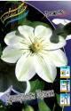Клематис Джернси Крим 2 шт