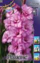 Гладиолус Романс 10/12 100 шт