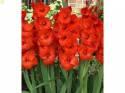 Гладиолус Адванс Рэд 8 шт 