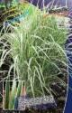 Мискантус Вариегата 2 шт