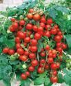 Помидоры Пиноккио F1 СиО