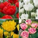 Тюльпаны Махровые Ранние 300 шт 11/12