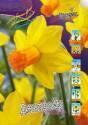 Нарцисс Джетфайр 7 шт 10-12