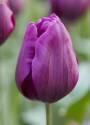 Тюльпан Дип Парпл Рок 12/+ 10 шт